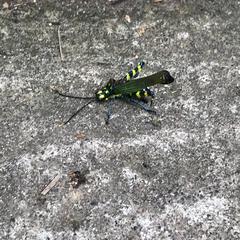 Chromacris psittacus