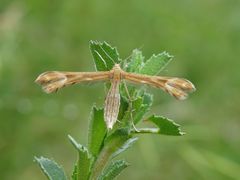 Marasmarcha lunaedactyla