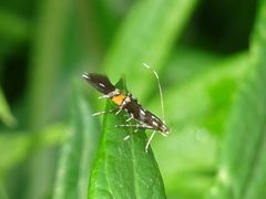 Cosmopterix zieglerella