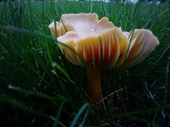 Hygrocybe quieta