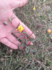 Grindelia scorzonerifolia