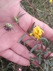 Grindelia scorzonerifolia