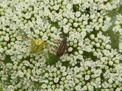 Astylus tucumanensis