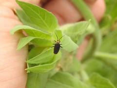 Prepops circummaculatus