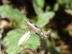 Scythris cicadella