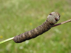 Deilephila porcellus