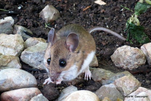 Eastern Deermouse