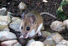North American Deermouse photo 3
