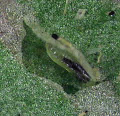 Phytomyza plantaginis