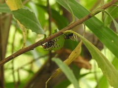 Pterotaenia fasciata