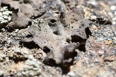 Umbilicaria torrefacta