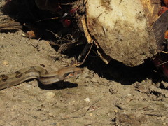 Boa imperator