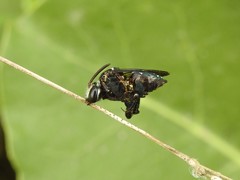 Mesonychium