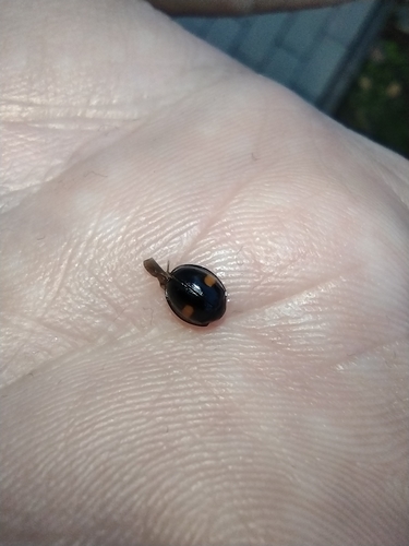 Crna dvotočkasta bubamara (Chilocorus renipustulatus)
