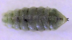 Phytomyza plantaginis