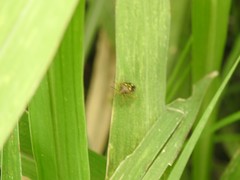 Oebalus poecilus