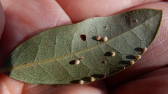 Neuroterus saltatorius texanus