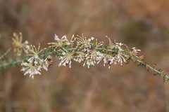 Grevillea amplexans semivestita