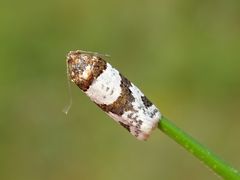 Periclepsis cinctana