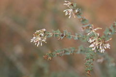 Grevillea amplexans semivestita