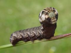 Deilephila porcellus