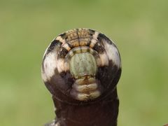 Deilephila porcellus