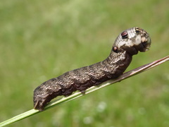 Deilephila porcellus