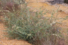 Grevillea amplexans semivestita