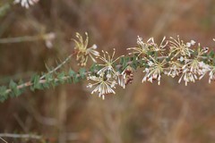 Grevillea amplexans semivestita