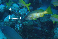 Lutjanus ehrenbergii