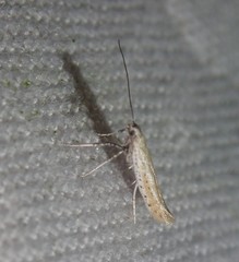 Aspilapteryx tringipennella