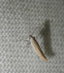 Aspilapteryx tringipennella
