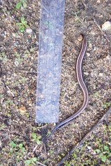 Plestiodon skiltonianus interparietalis