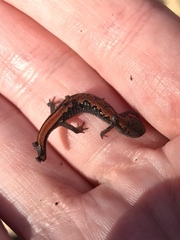 Plethodon dorsalis
