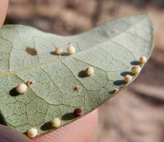 Neuroterus saltatorius texanus