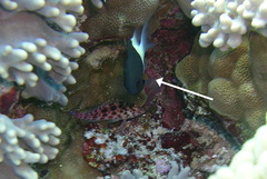 Pycnochromis dimidiatus