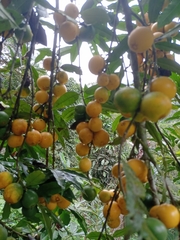 Lacmellea