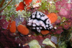Phyllidiopsis sinaiensis