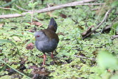 Pardirallus nigricans