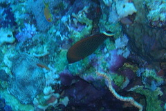 Pseudodax moluccanus