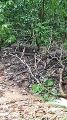Nasua