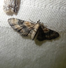 Eupithecia linariata
