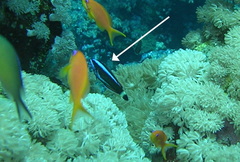 Pseudodax moluccanus