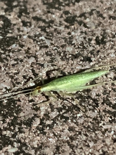 Gryllidae image