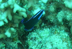 Pseudochromis springeri