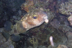Cyclichthys spilostylus