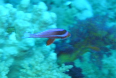 Pseudanthias taeniatus