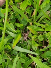 Lycosa erythrognatha