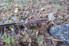 Plestiodon skiltonianus interparietalis