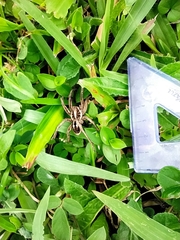 Lycosa erythrognatha